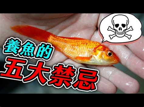 放魚|養魚新手入門：12個教學讓你養魚一次上手（新手必讀）